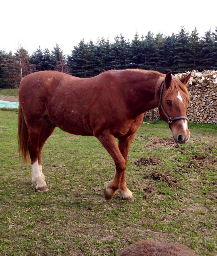 Frederiksborg Laban billede 18