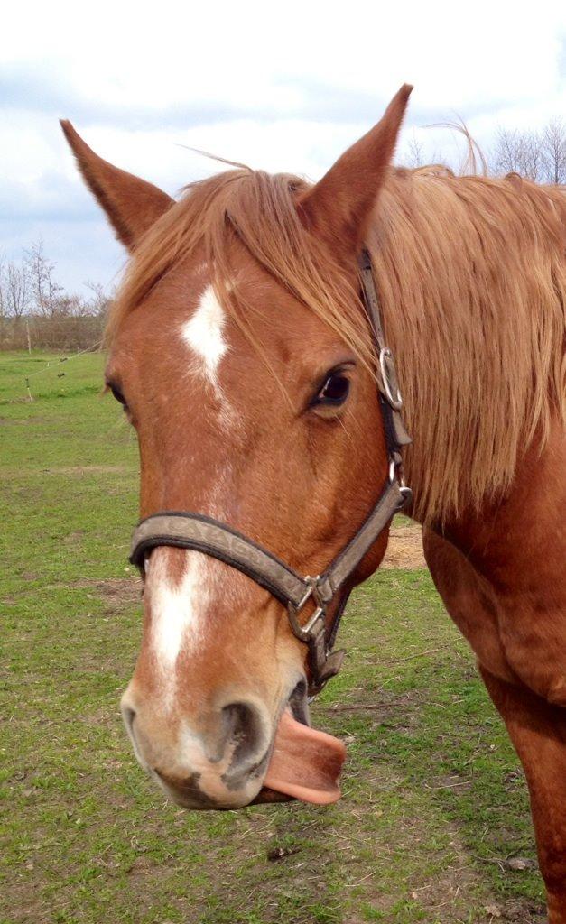 Frederiksborg Laban billede 12