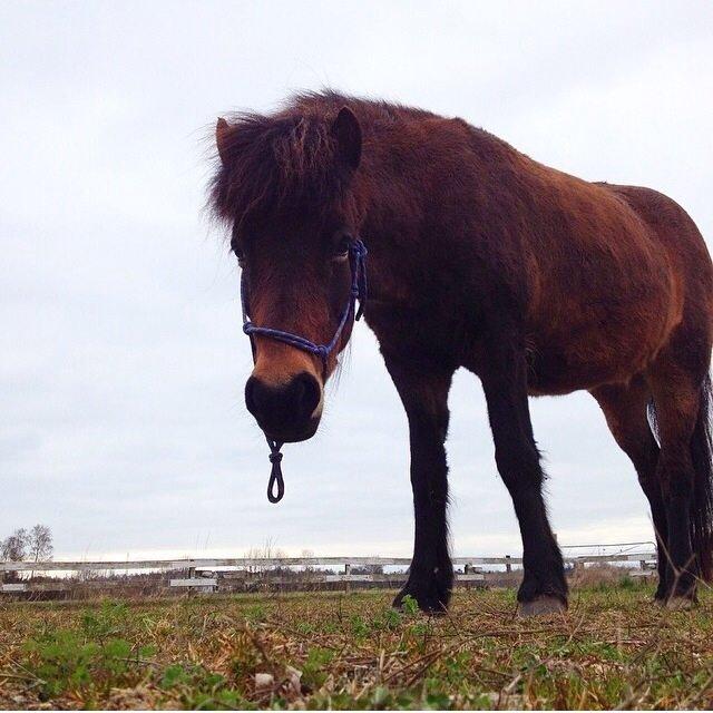 Islænder Bylgja fra solløkke (Min stjerne) billede 15