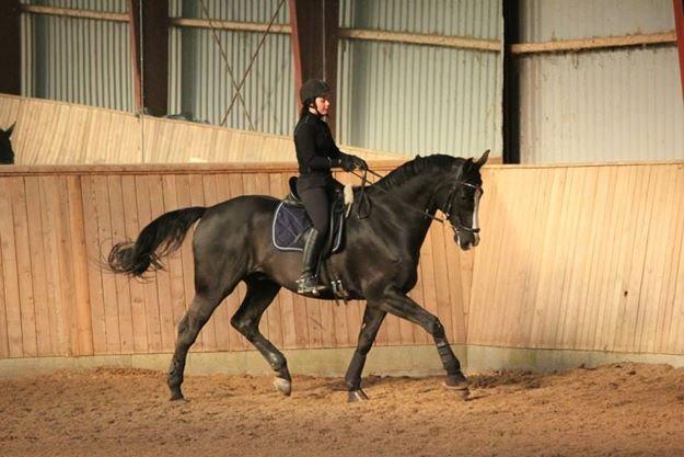 Dansk Varmblod Avalant dv billede 5