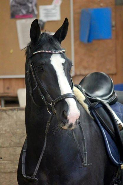 Dansk Varmblod Avalant dv billede 6