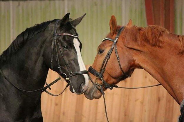 Dansk Varmblod Avalant dv billede 11