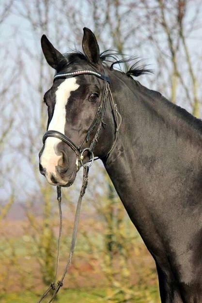 Dansk Varmblod Avalant dv billede 12