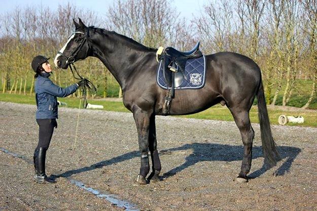 Dansk Varmblod Avalant dv billede 1