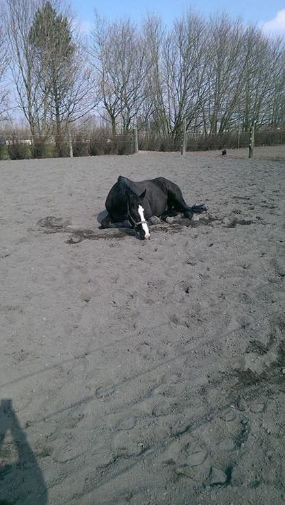 Dansk Varmblod Avalant dv billede 9