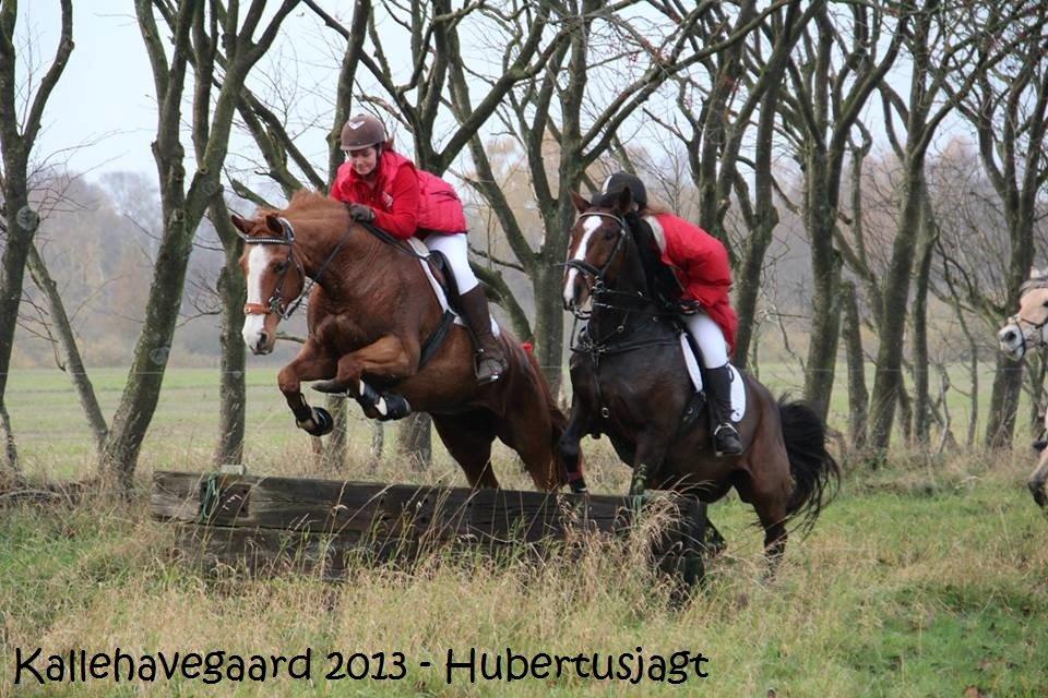 Dansk Varmblod Candy Floss <3 - #25 Hubertusjagt på Kallehavegard 2013. billede 32