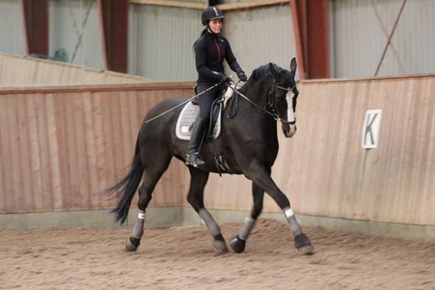 Dansk Varmblod Avalant dv billede 3