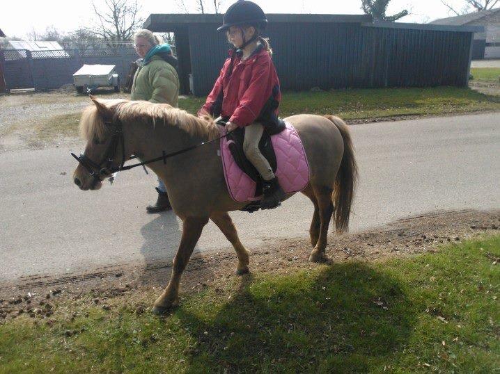 Welsh Pony (sec B) Rødsandgaards Beauty billede 3