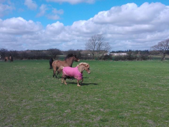 Welsh Pony (sec B) Rødsandgaards Beauty billede 15