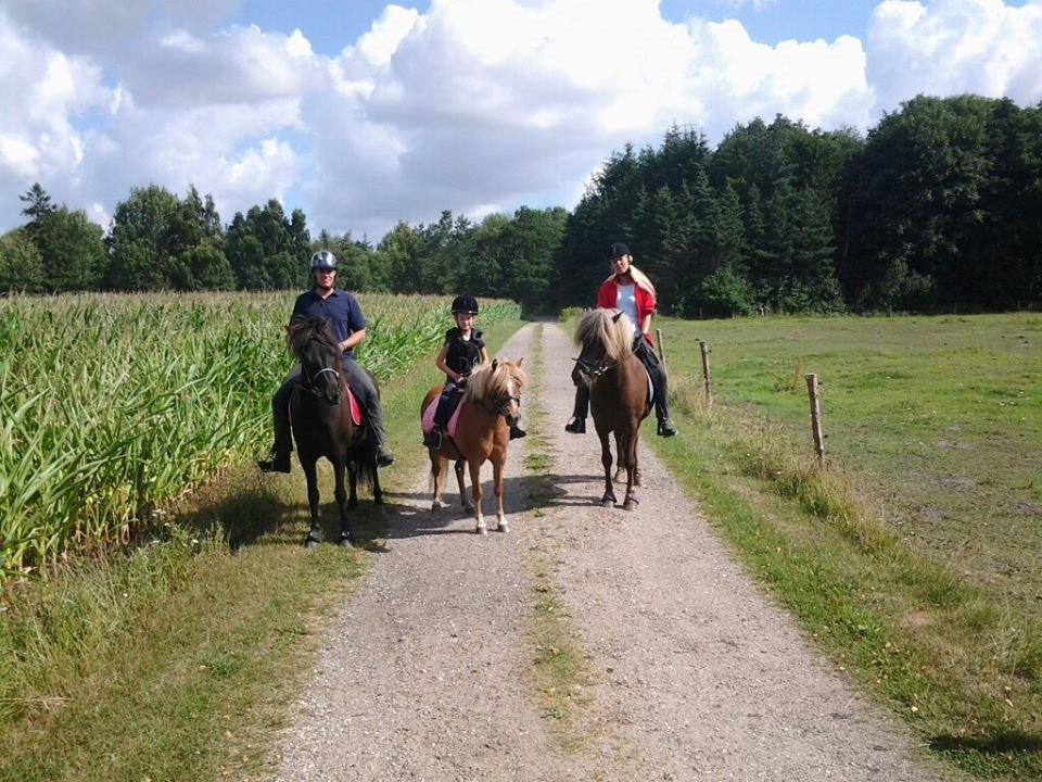 Welsh Pony (sec B) Rødsandgaards Beauty billede 4