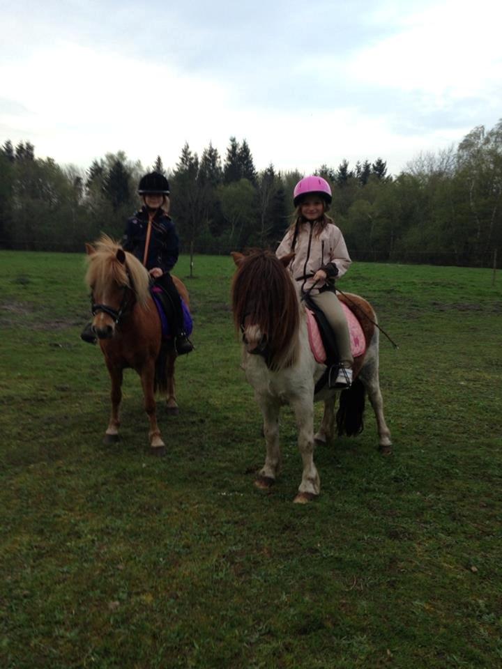 Welsh Pony (sec B) Rødsandgaards Beauty billede 6