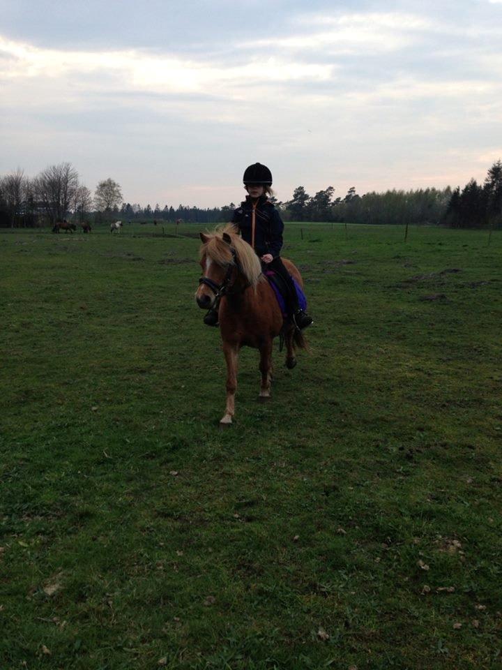 Welsh Pony (sec B) Rødsandgaards Beauty billede 2