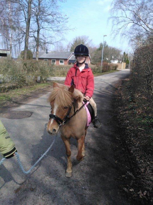 Welsh Pony (sec B) Rødsandgaards Beauty billede 16