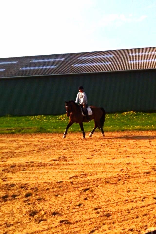 Dansk Varmblod Kashmir af Karlsminde - Fra d. 22/4-14 med Søs billede 19