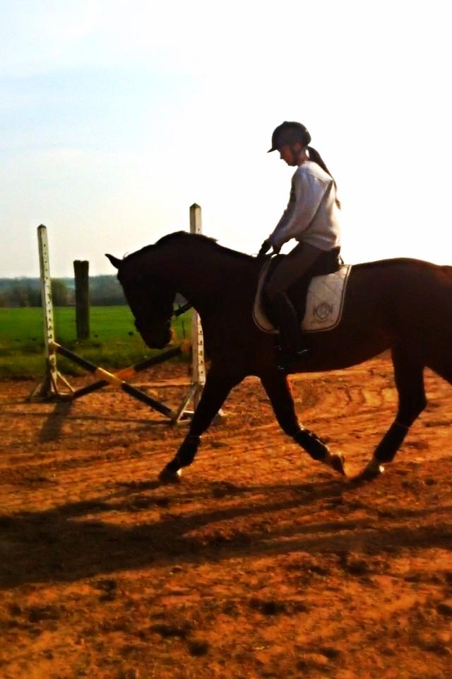 Dansk Varmblod Kashmir af Karlsminde - d. 22/4-14 med Søs billede 20