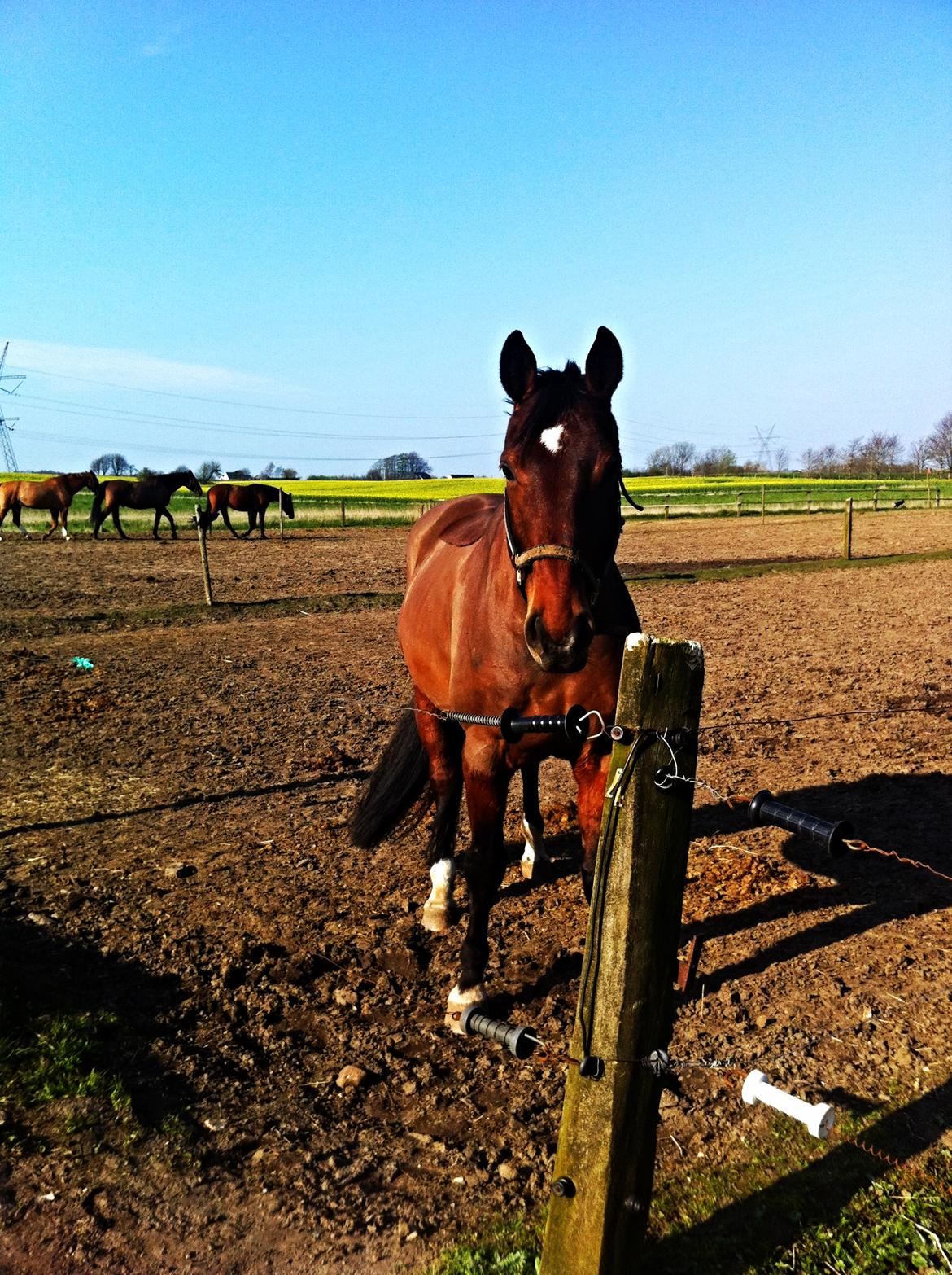 Dansk Varmblod Kashmir af Karlsminde - Nyder årets første "rigtige" varme dag :) billede 21