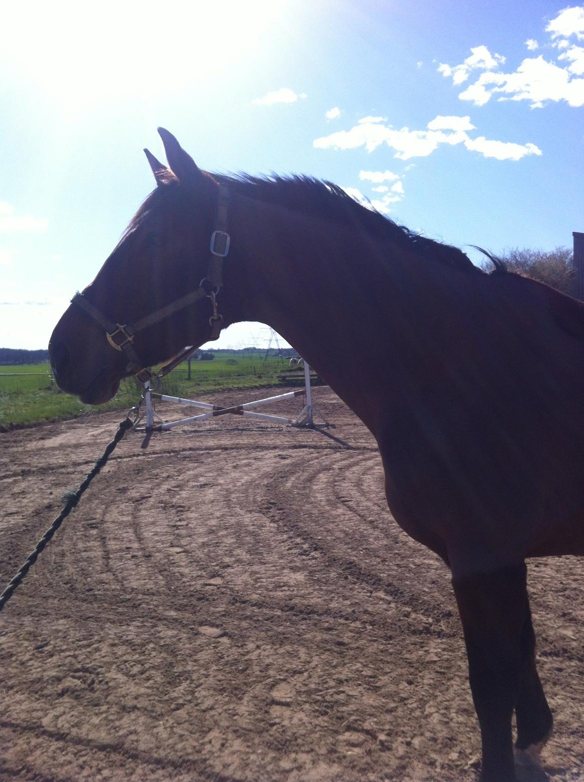 Dansk Varmblod Kashmir af Karlsminde billede 22