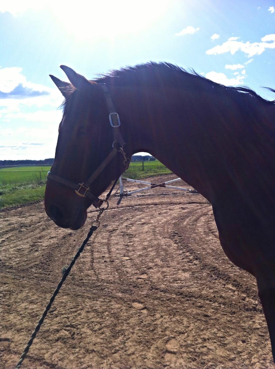 Dansk Varmblod Kashmir af Karlsminde billede 23