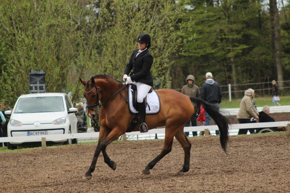 Dansk Varmblod Bakkegaardens Anemone - Danmarks største C stævne billede 19