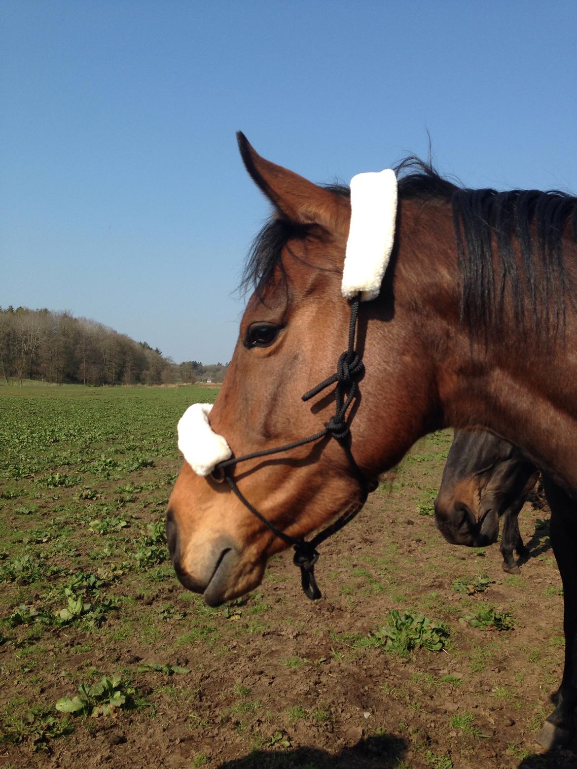 Fuldblod (XX) Dalia billede 17