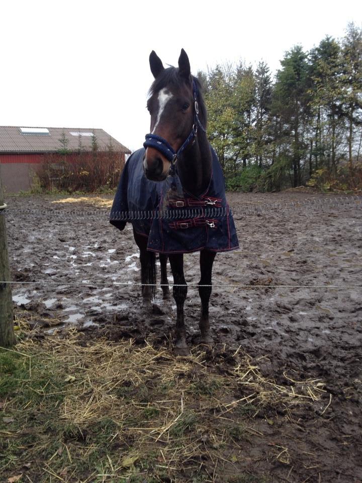 Holstener Talqui (talle) billede 16