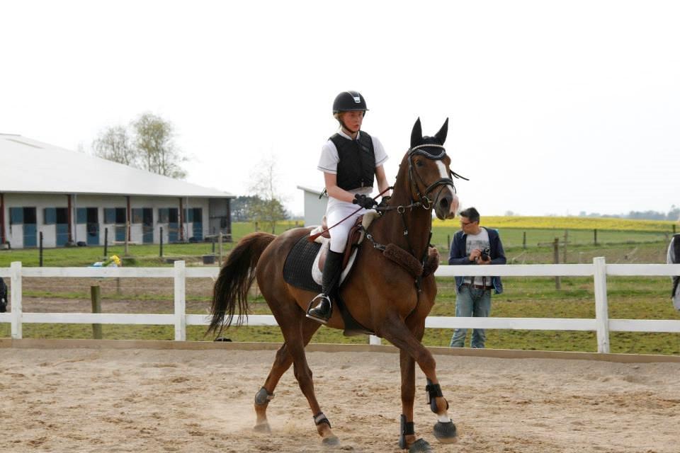 Anden særlig race Bacardi billede 10