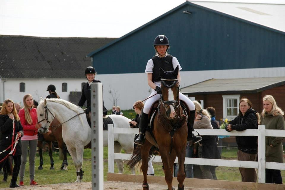 Anden særlig race Bacardi billede 16