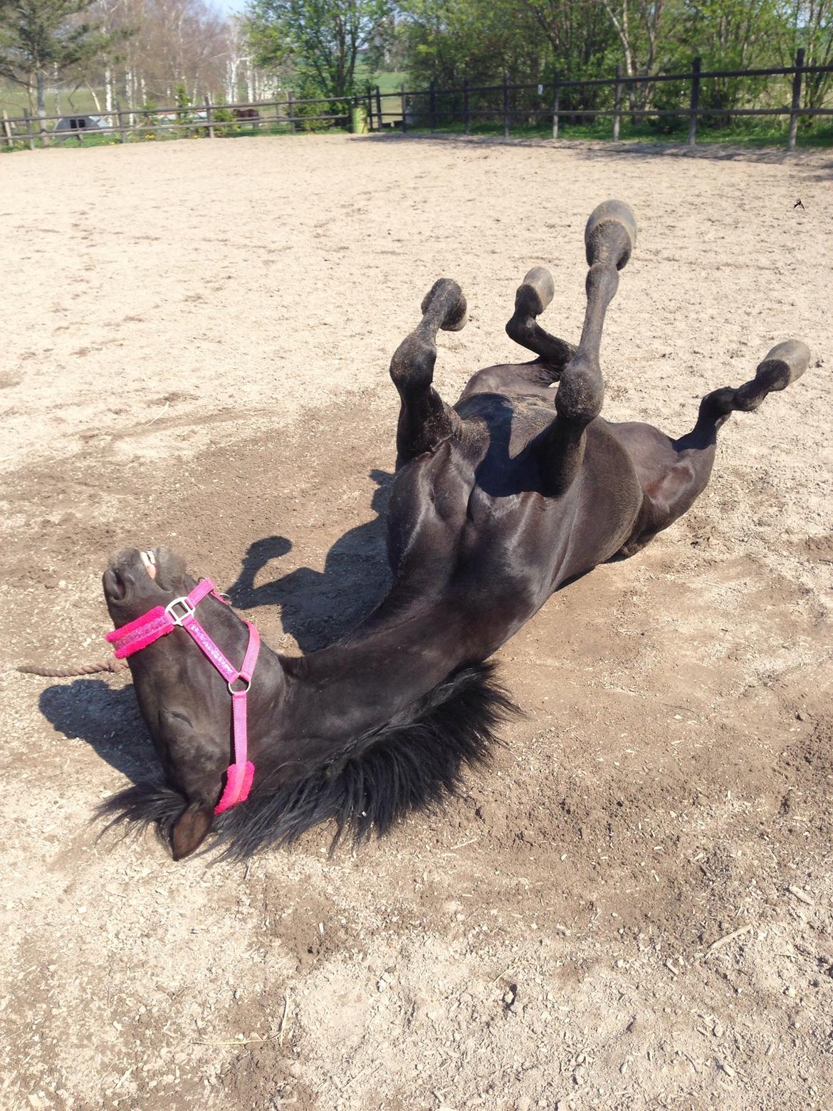 DSP Fiona billede 40