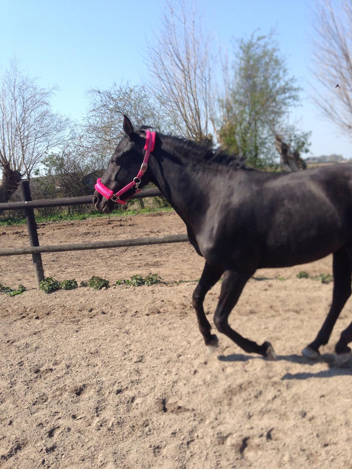 DSP Fiona billede 41