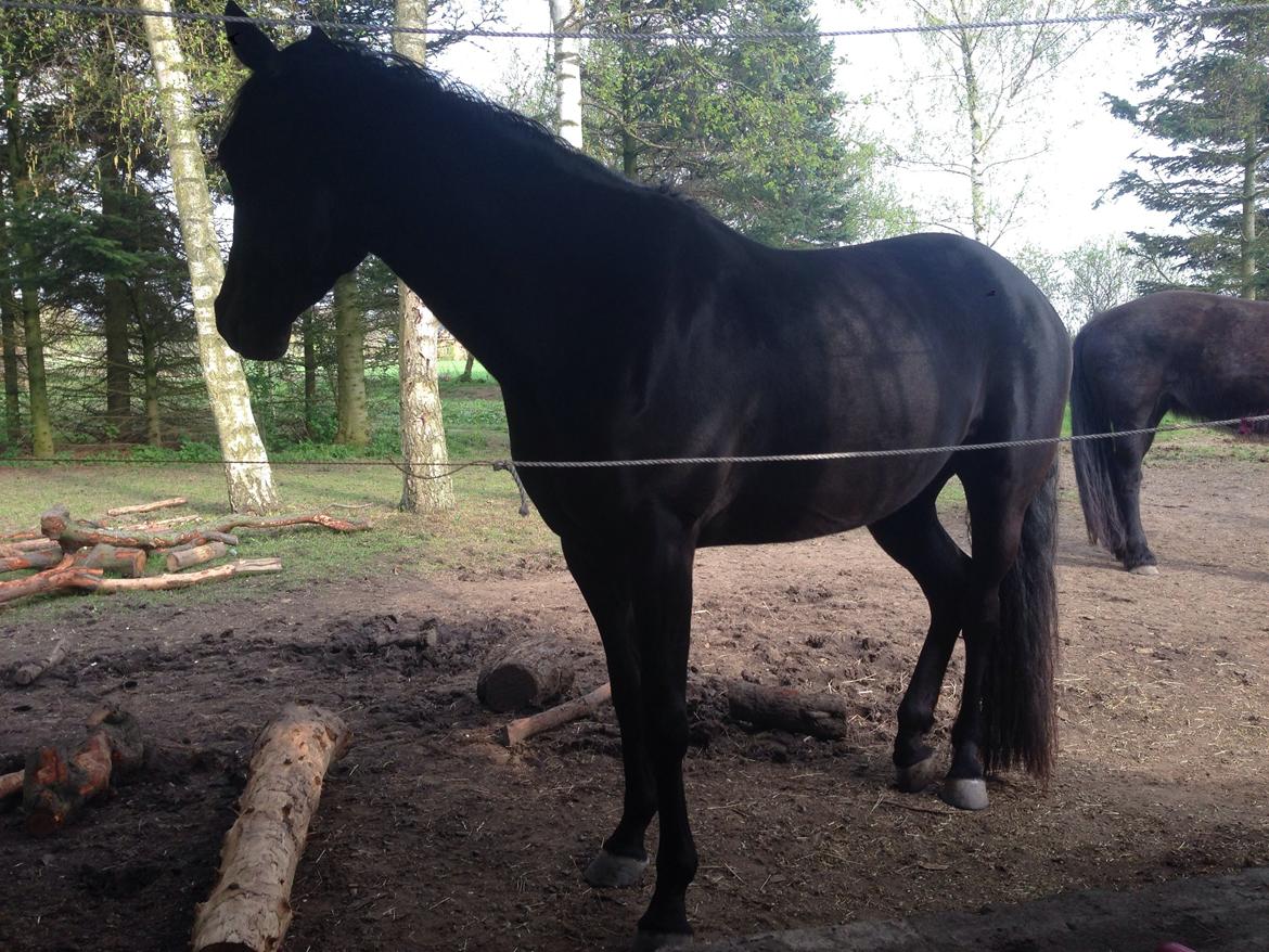 DSP Fiona billede 42