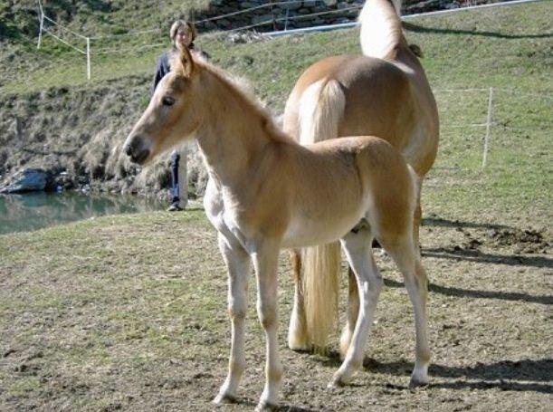 Tyroler Haflinger Nam nam - Nan nam som føl i Østrig billede 17