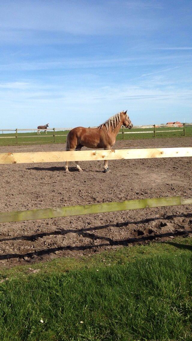 Tyroler Haflinger Nam nam billede 5