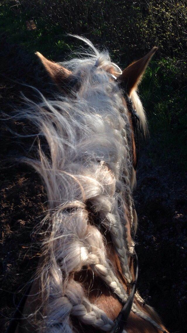 Tyroler Haflinger Nam nam billede 11