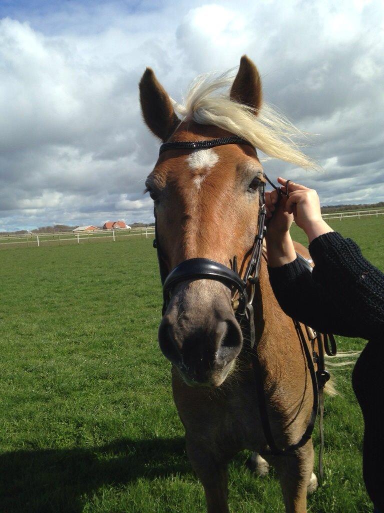 Tyroler Haflinger Nam nam billede 15