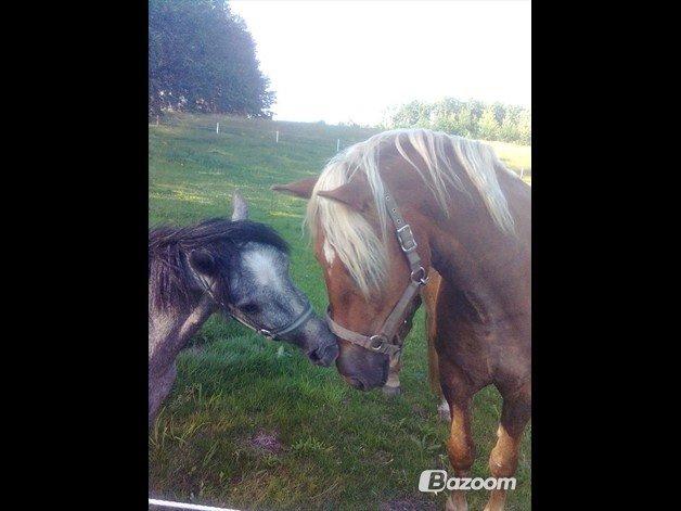 Tyroler Haflinger Nam nam billede 8