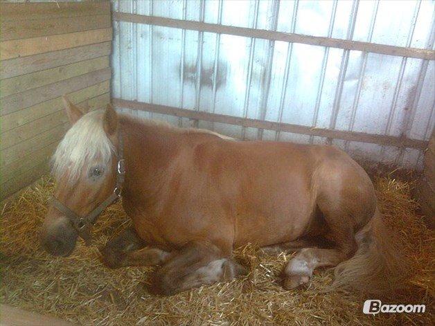 Tyroler Haflinger Nam nam billede 7