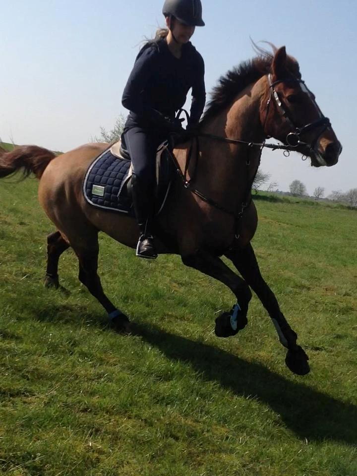 Anden særlig race Ricardo billede 13