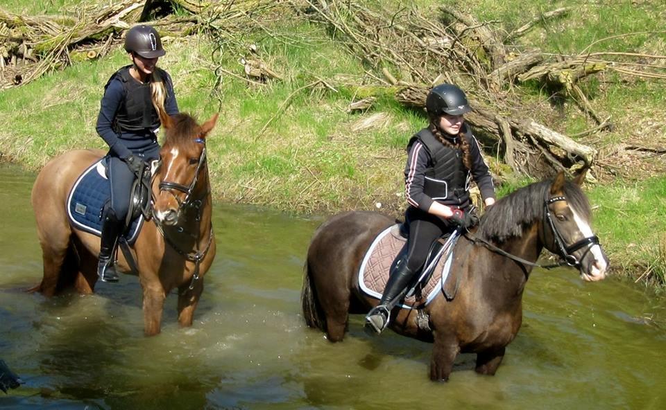 Anden særlig race Ricardo billede 15