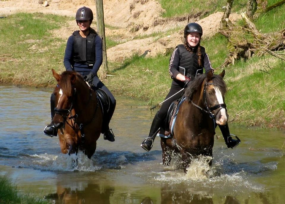 Anden særlig race Ricardo - til terræn træning  billede 4