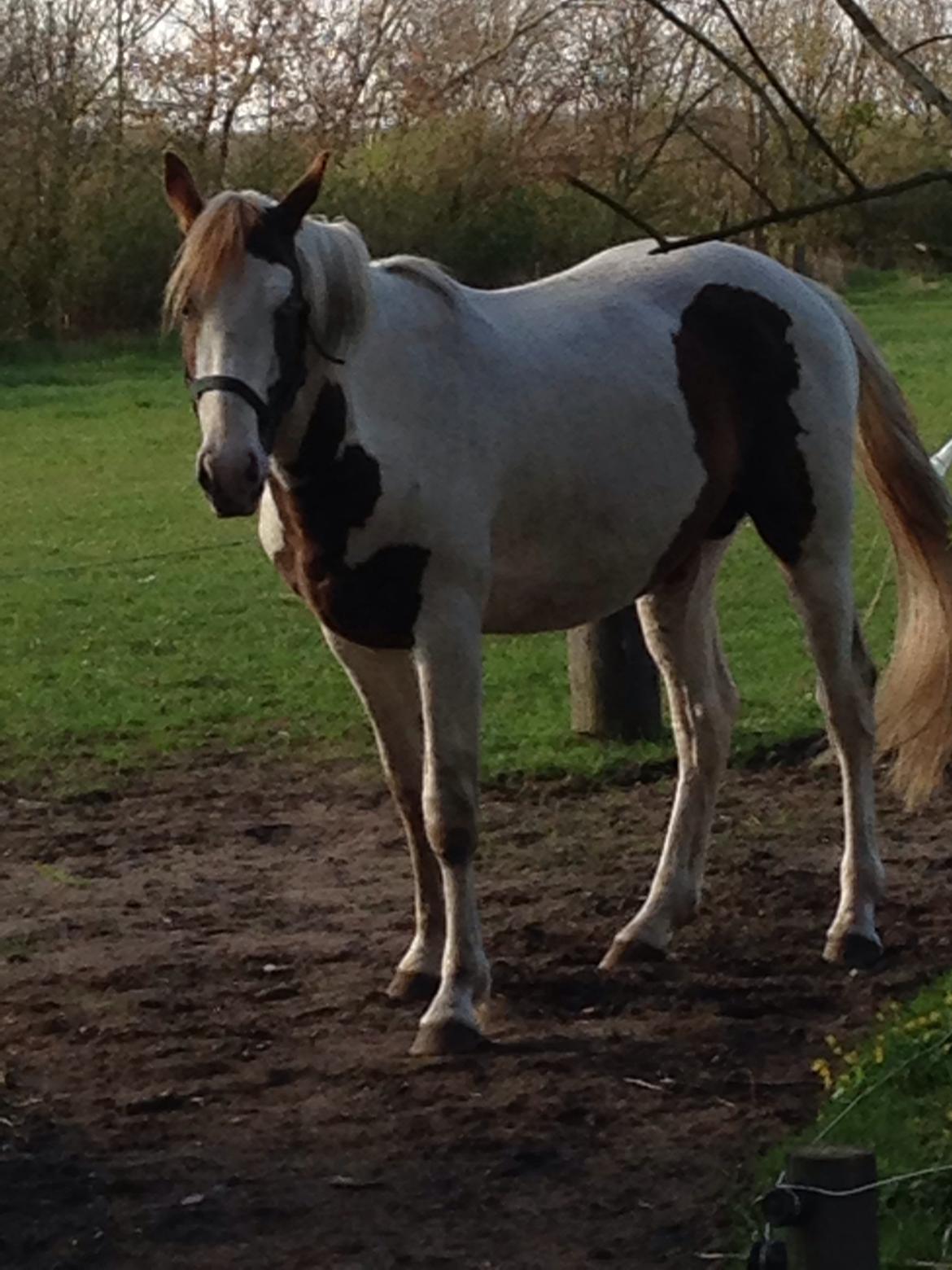 Pinto Aston A Kila billede 30