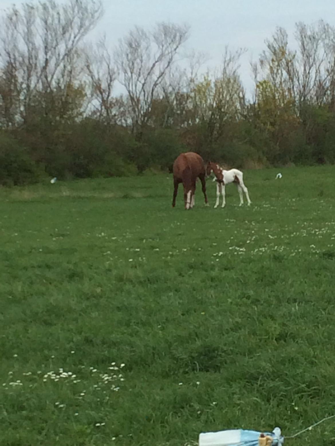 Anden særlig race Erika billede 27