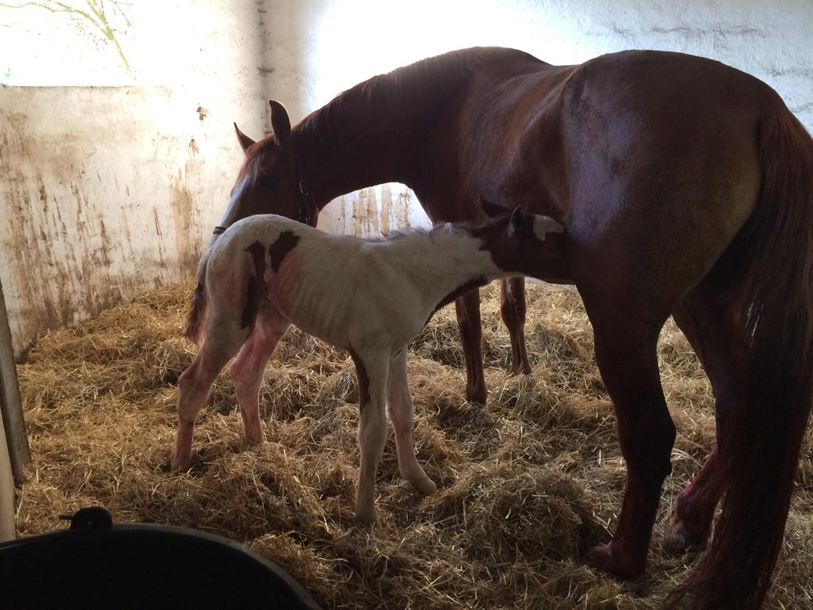 Anden særlig race Erika billede 26