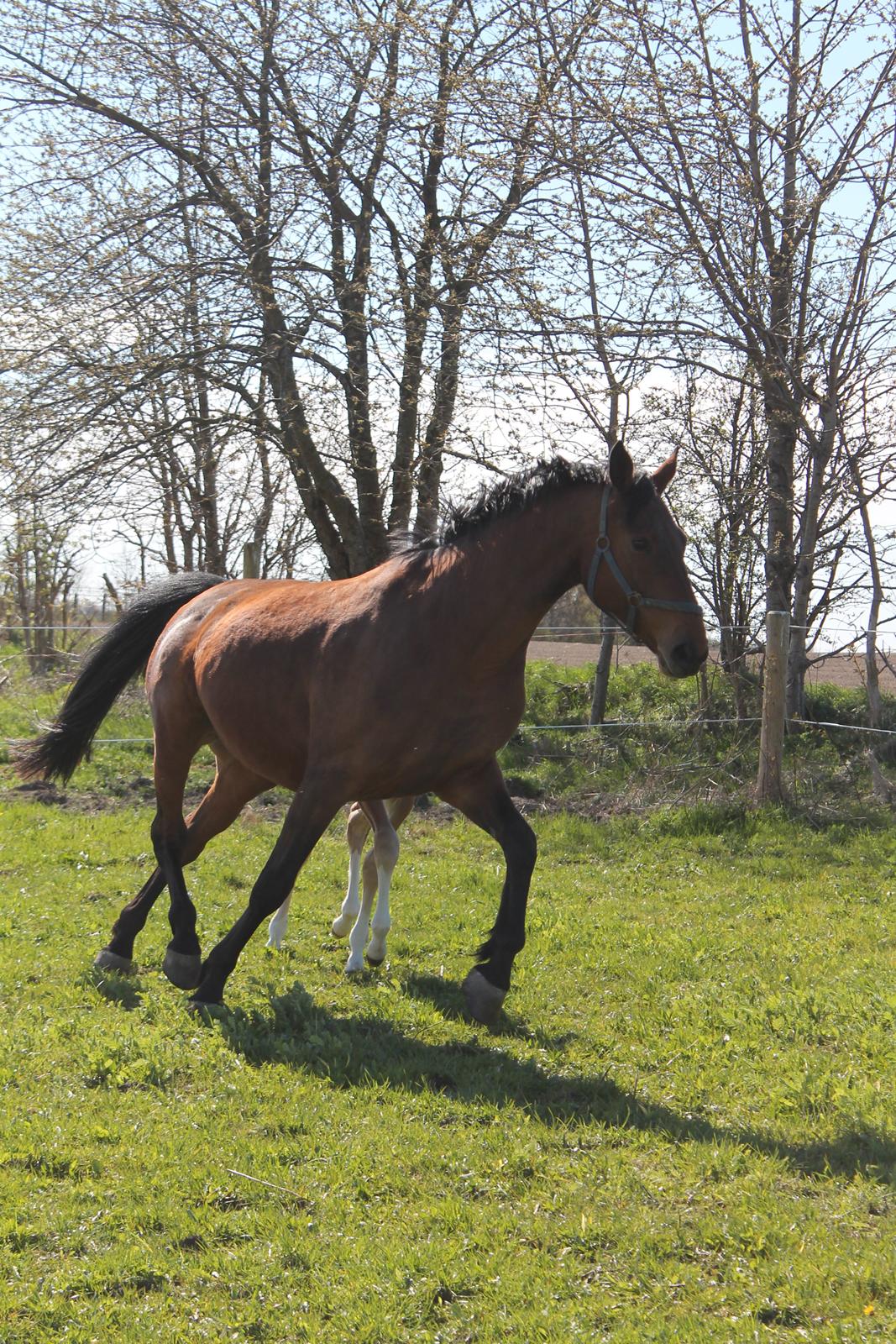 Holstener Petunie ( Candela 23) R.I.P billede 6