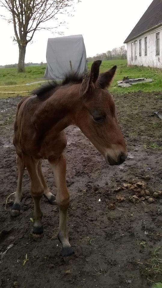 Anden særlig race Kastaniely's Little Surprise billede 3