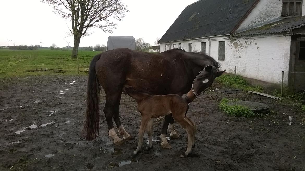 Anden særlig race Kastaniely's Little Surprise billede 6