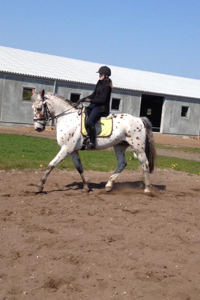 Knabstrupper Nevara Shadow aka. Punto - Træning d. 20/4-2014 billede 9