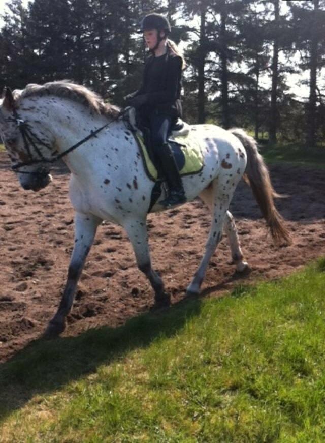 Knabstrupper Nevara Shadow aka. Punto - Træning d. 20/4-2014 billede 10