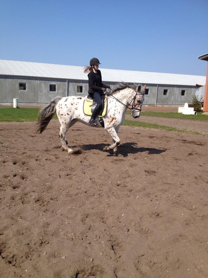 Knabstrupper Nevara Shadow aka. Punto - Træning d. 20/4-2014 billede 11