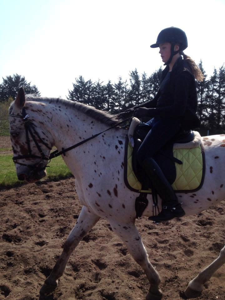 Knabstrupper Nevara Shadow aka. Punto - Træning d. 20/4-2014 billede 14