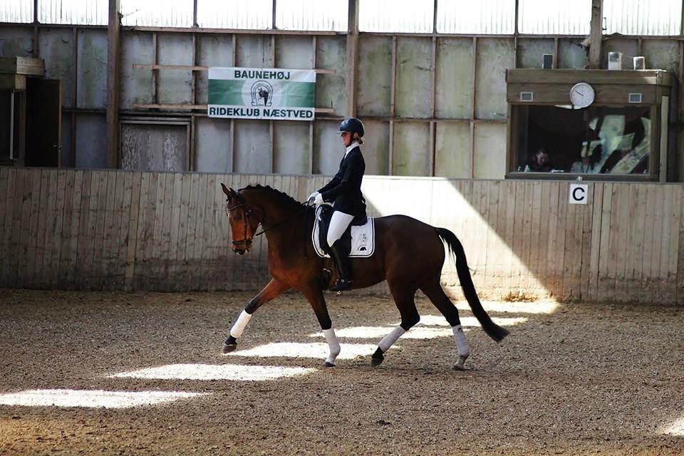 Dansk Varmblod Baunehøjens Florida billede 15